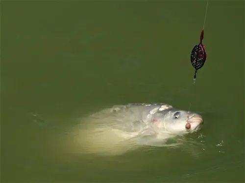 Method feeder Delphin Method QUIX-1
