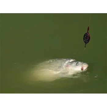 Method feeder Delphin Method QUIX-1